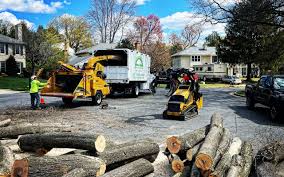 Best Fruit Tree Pruning  in Stedman, NC