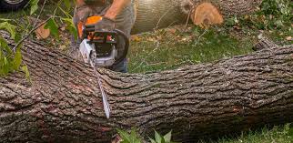 How Our Tree Care Process Works  in  Stedman, NC