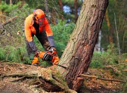 Best Firewood Processing and Delivery  in Stedman, NC