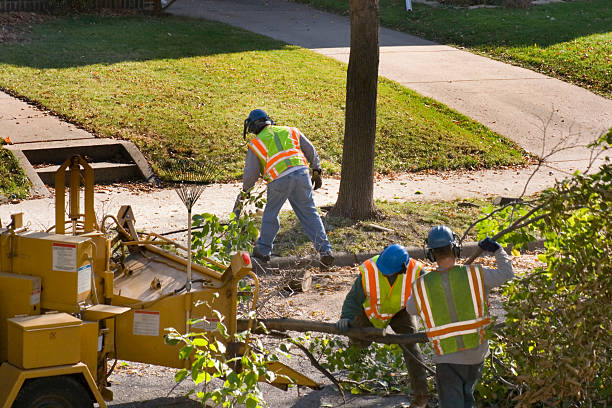 Best Tree Health Inspection  in Stedman, NC