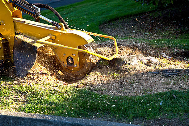 Best Weed Control  in Stedman, NC