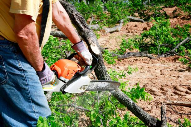 Best Lawn Drainage Solutions  in Stedman, NC